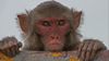 Avatar Maymunlar: Felçli Bir Maymunun Vücudu, Sağlıklı Bir Diğer Maymun Tarafından Kontrol Edildi!