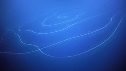 Dünyanın En Büyük Canlısı: Milyonlarca Koloniden Oluşan Gizemli Deniz Canlısı