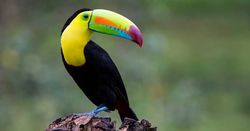 Tukan kuşları evrimsel süreçte nasıl hayatta kalabildi? Gagalarının aşırı renkli ve doğal olarakta dikkat çekici olması onların fark edilmesini ve av olmasını kolaylıştırmazmıydı?