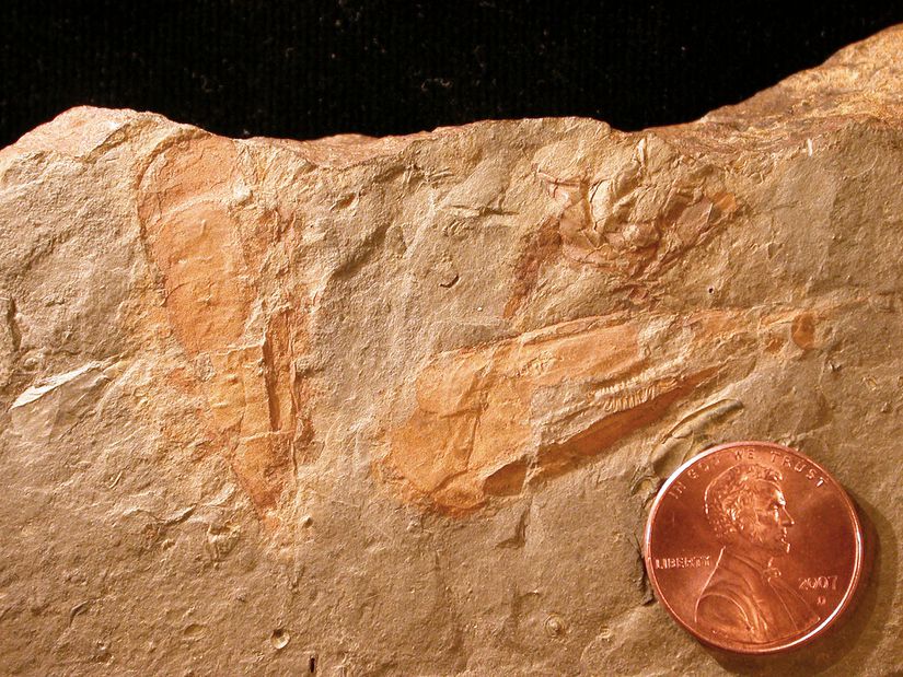 Orta Kambriyen'e ait bir Hyolithes cerops fosil örneği.