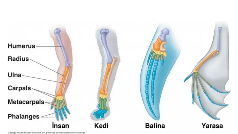 Birbirine uzak akraba memeli hayvanlarda kol anatomisi.