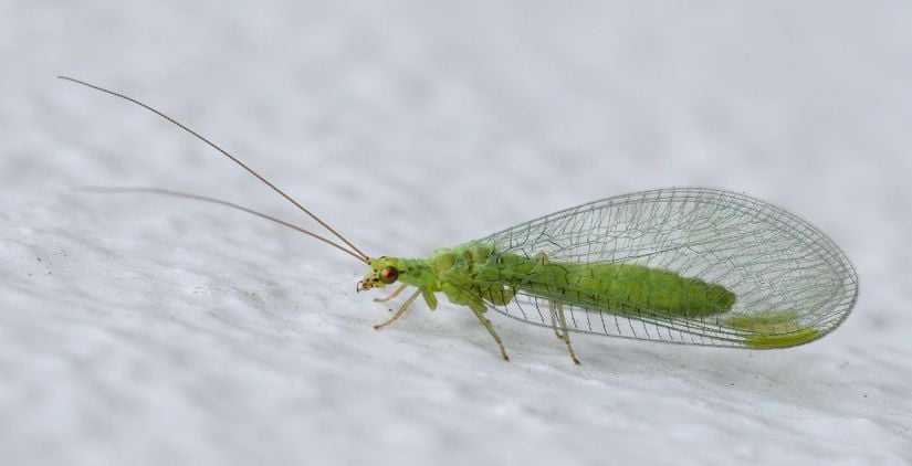 Bir Neuroptera (sinir kanatlı) üyesi olan yeşil zarkanat (green lacewing).