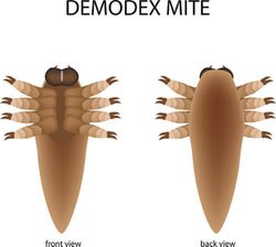 Demodex, nasıl anüssüz olarak evrimleşti?