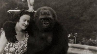 Annesi Katledilen Goril Toto'nun Bayan Hoyt ile Dostluğu