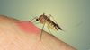 Sivrisinek Sokması HIV Bulaştırır Mı?