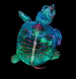 Işıldayan Bir Kaplumbağa Embriyosu