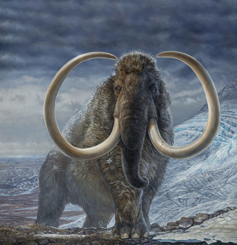 Bir yünlü mamut (Mammuthus primigenius) rekonstrüksiyonu