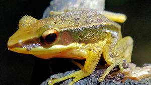 Rare Blue Frog Stuns Scientists In Australia’s Kimberley Region