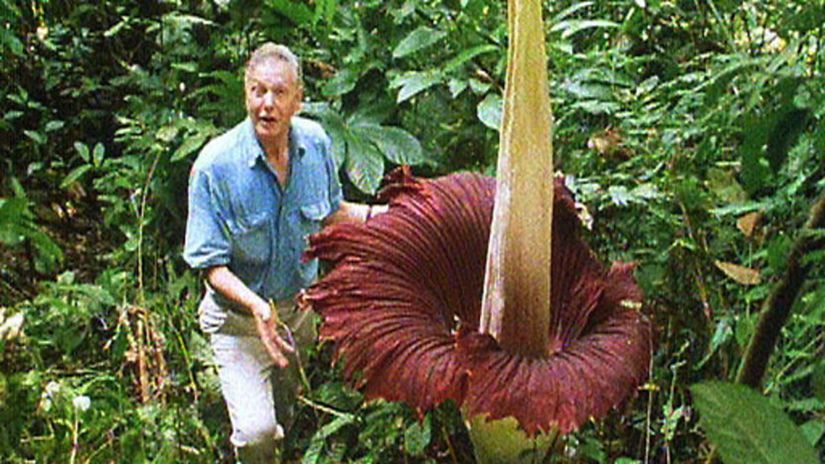 David Attenborough, dünyanın en büyük çiçeği olan ve Türkçe'de leş çiçeği olarak bilinen ''titan arum''u görmek için Sumatra'daki tropikal bir yağmur ormanını ziyaret ediyor. Bu bitki sadece 1.000 günde bir çiçek açıyor ve çiçek olarak sadece üç gün kalıyor. Bu yüzden bu türü çok az sayıda insan görmüştür.