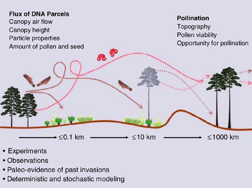 Bitkilerde genetik göç tohumların ve polenlerin çeşitli yöntemlerle uzun mesafeler kat ederek başka popülasyonlara karışmasıyla olmaktadır ve bitki evriminin önemli çeşitlilik mekanizmalarından biridir. Bitkilerin yüksekliği, rüzgar hızı/yönü, tohumların ve polenlerin yapısı ve miktarı DNA parçalarının yani genlerin akış miktarını ve hızını belirler. Yeryüzü şekilleri, polenlerin yaşayabilirlikleri, polenleşme imkanları ise bu göçün evrimsel başarısını belirleyen faktörlerin bazılarıdır. Tüm bunların etkisi altında, bir popülasyon kendisinden yüzlerce ve hatta kimi zaman binlerce kilometre uzaktaki popülasyonlara gen göçü gerçekleştirebilir. Bunun evrimsel değişimlere yol açtığı deneylerle, gözlemlerle, fosil kayıtlarla, deterministik ve stokastik modelleme yöntemleriyle gösterilmiş ve ispatlanmıştır.