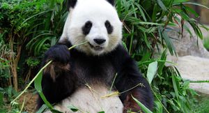 Panda Twins Delight Hong Kong As Ying Ying Makes History