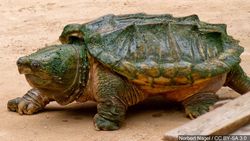 Modern Türleşme: Timsah Sırtlı Kaplumbağalar Yakın Zamanda 3 Türe Ayrıldı!