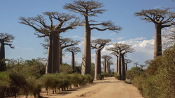 Bilim İnsanları Antik Baobab Ağaçlarının Kökenine İlişkin Gizemi Çözdü!