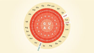 Biyokimya Kategori Evrim Agaci