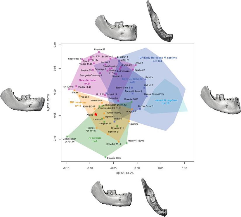Geometrik morfometri analizinin sonuçlarını gösteren grafik. Xiahe bireyi kırmızı yıldızla gösterilirken, Üst Paleolitik ve Holosen Homo sapiens açık mavi, erken Homo sapiens koyu mavi, Neandertaller pembe, Homo erectus yeşil ve diğer Orta Pleistosen fosil homininler turuncu kare ile gösteriliyor.