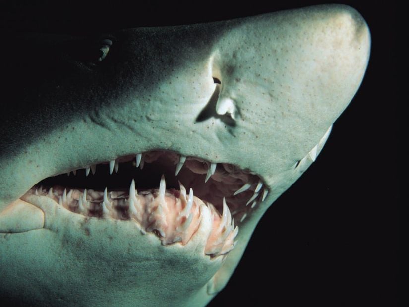 Etçil bir hayvan olan köpekbalığı ve dişleri...
