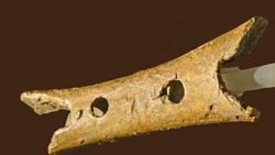 Neandertal “Kemik Flütü” Aslında Sırtlanların Kemirdiği Yavru Ayı Kemiği Olabilir