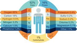 İnsanın Kimyasal Tarifi: Vücudunuzu Oluşturan Elementlerin Tam Listesi ve Miktarları