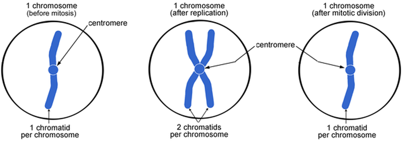 &quot;Kromozom Başına Tek Kromatit&quot; ve &quot;Kromozom Başına İki Kromatit&quot; Durumları