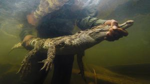 Rare Crocodile Eggs Discovered In Cambodia