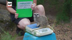 Creatures Great And Small Weighed At London Zoo