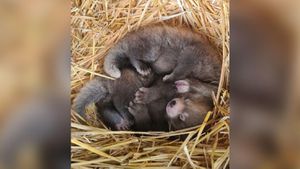 Giant Panda Twins Born To Historic Mother