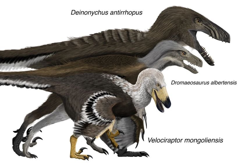 Dromaeosauridae (Raptorgiller) familyasından bazı türler.