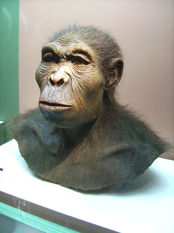 Homo habilis, soyu tükenmiş hominid türlerinden biridir. Günümüzden yaklaşık 2.5 ila 1.8 milyon yıl önce Pleistosen'nin başlangıcında yaşamıştır. H. habilis genellikle homo cinsinin ilk örneği kabul edilir. Homo türüne dahil canlılar arasında muhtemelen insana en az benzeyenidir. Kısa boylu, uzun kolludur. Ancak yüzü fazla çıkıntı yapmaz, yani modern insana benzer şekilde basıklaşmaya başlamıştır. Australopithecinenin soyundan geldiğine inanılır. İnsansı maymunlara benzeyen ve h. habilisden daha iri olan homo rudolfensisin ise yakın atalarından olduğu düşünülmektedir.  H. habilisin beyni modern insanın beyninin yarısından biraz küçüktür. Buna rağmen fosil kalıntılarının yanında çoğunlukla taş aletlere rastlanır. Daha uzun boylu ve beyni daha gelişmiş olan homo ergasterin de atası olduğu düşünülmektedir. Homo ergaster modern insana oldukça benzeyen homo erectusun atasıdır. Homo habilisin modern insanın doğrudan atası olduğu mevzuu hala tartışmalıdır.  Homo habilisten 100 - 200 bin yıl önce australopithecus garhi de taştan aletler yapmıştır (yaklaşık günümüzden 2.6 milyon yıl önce). Homo habilis taştan aletler ve silahlar yapmış olduğu halde avcılıkta torunları kadar usta olduğu söylenemez. Daha çok leş yiyici olduğu, silahları savunmada ve et sıyırmada kullandığı düşünülmektedir. Kendini savunabiliyor olması, daha tehlikeli ortamlarda diğer primatlara oranla hayatta kalmasına daha fazla imkân vermiştir.