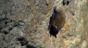 Bat Decline Linked To Rising Infant Mortality