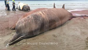 Rare Whale Sightings Spark Conservation Concerns Along Coastlines