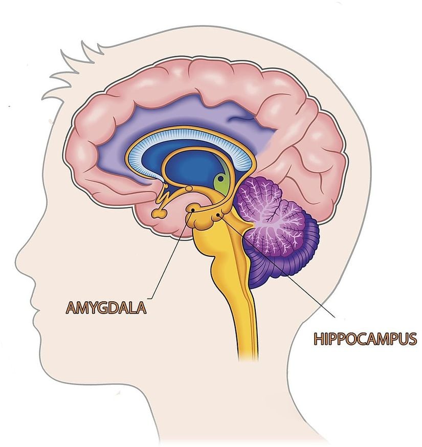 Limbik sistemde bulunan Amigdala'nın yerini gösteren görsel