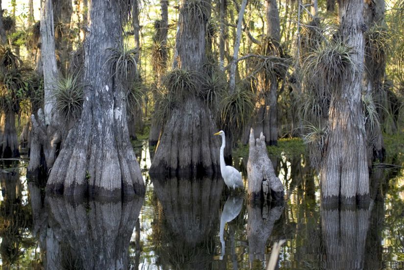 Florida'nın güneyinde yer alan Everglades Ulusal Parkı, testere otu bataklıkları, selvi bataklıkları ve haliç mangrov ormanları da dahil olmak üzere çok çeşitli sulak alan ortamlarına ev sahipliği yapmaktadır.