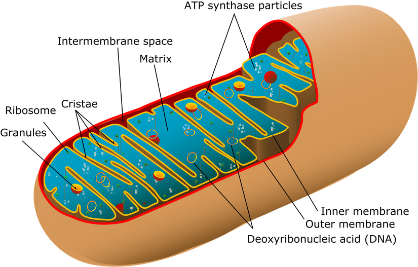 Mitokondri organeli