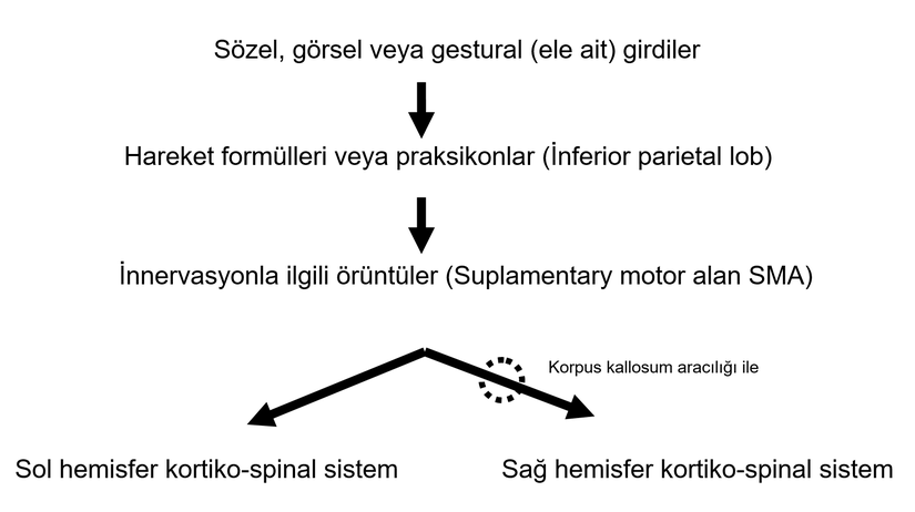 Şekil 1: İdeomotor praksi için basitleştirilmiş beyin bölümleri ile ilgili model. (Heilman KM ve Rothi LJG'den uyarlanmıştır.)