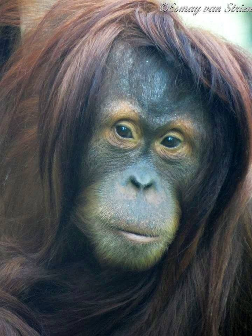 Berlin Hayvanat Bahçesi'nde insanlar tarafından, insanların kriterlerine göre de birçokları tarafından gerçekten "güzel" olarak nitelenen bu orangutanın ismi Satu. Kendisine dair pek fazla bilgi verilmemiş; ancak bu fotoğrafından, kameralarla arasının oldukça iyi olduğu anlaşılıyor.