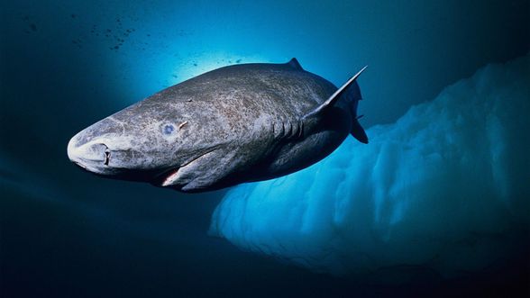 Grönland Köpek Balığı