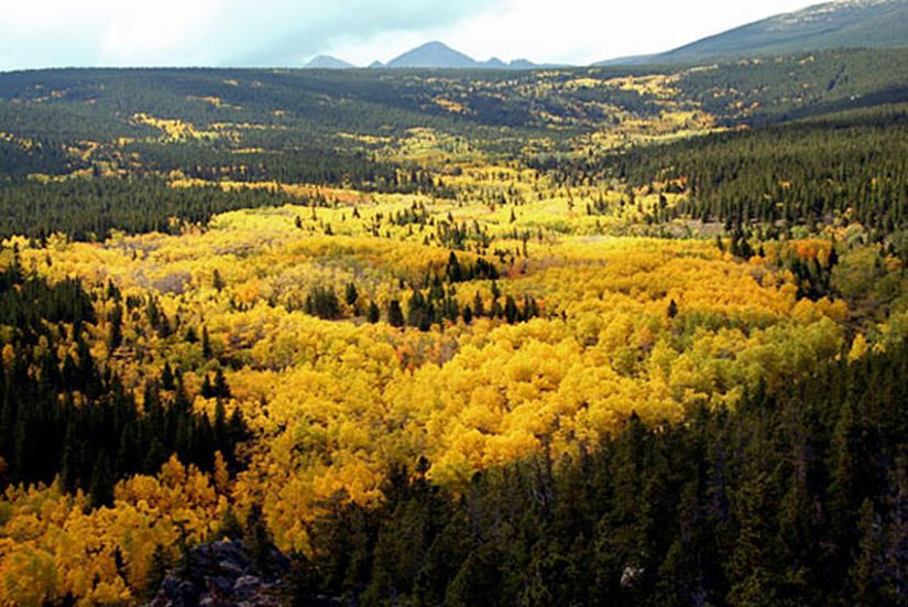 Görsel 3. Eylül renkleri Colorado’daki bu kontorta çamı ormanında çok sayıda titrek kavak klonu bulunur.