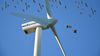 Rüzgar Türbinlerinin Karanlık Yüzü: Temiz Enerji Kaynakları Daha Çok Yarasa ve Kuş Öldürüyor Olabilir mi?
