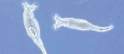 Bdelloid Rotiferlerde DNA Hırsızlığı!