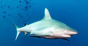 Shark Populations Decline While New Species Appear In Unexpected Waters