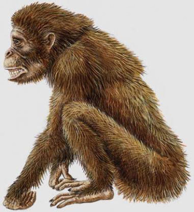 Dryopithecus (Rekonstrüksiyon)