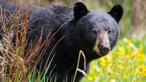 Black Bear Encounters Rise Across North America