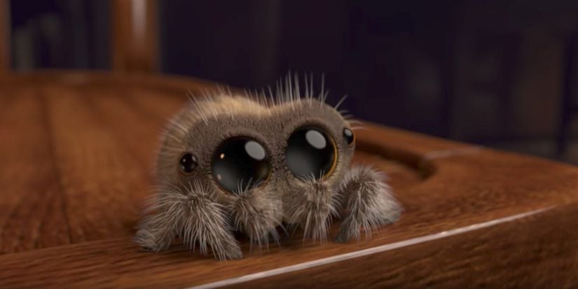 Sevimli zıplayan örümcek Lucas.