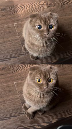 Kedilerin gözbebeği büyüdüğünde irise ne olur?