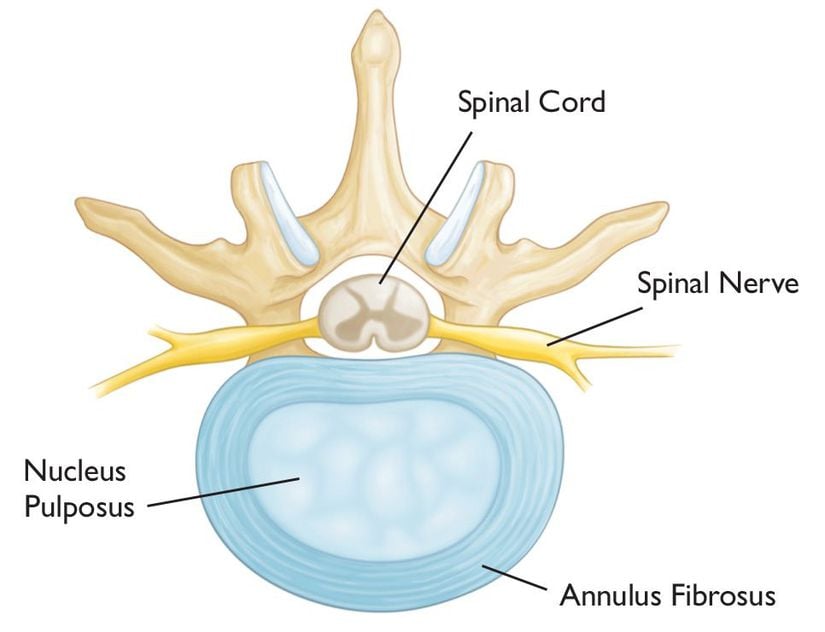Sağlıklı bir intervertebral (omurlar arası) diskin kesit görünümü