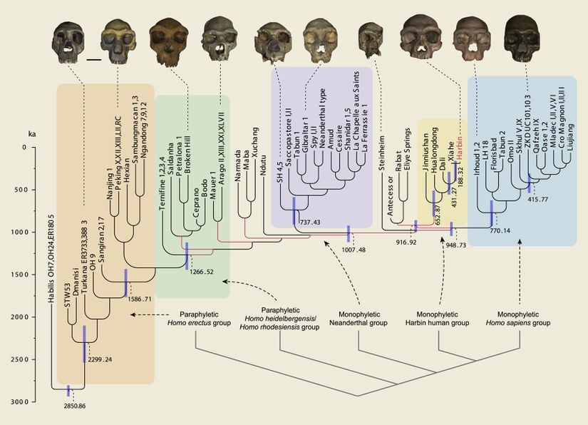 Analiz edilen 55 operasyonel taksonomik birimin filogenetiği