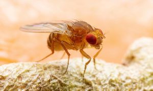 How Fruit Flies Force Us Rethink The Role Of Motor Neurons