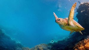 Great Barrier Reef Faces Historic Threat From Rising Temperatures