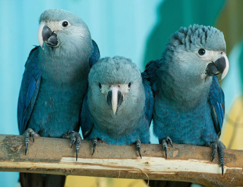 Almanya'daki bir hayvanat bahçesinde görüntülenen Spix's macaw papağanları. Bir zamanlar Brezilya ormanlarında yaşamlarını sürdüren bu hayvanlar, doğal ortamlarında soyları tükenmiş kategorisine alınmıştır.