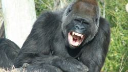 Mizahın ve Kahkahanın Evrimi: Maymun Homurdanmaları, Esprilere ve Kahkahalara Nasıl Dönüştü?